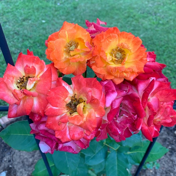 Meet your Posher, Debbie - Picture 1 of 1